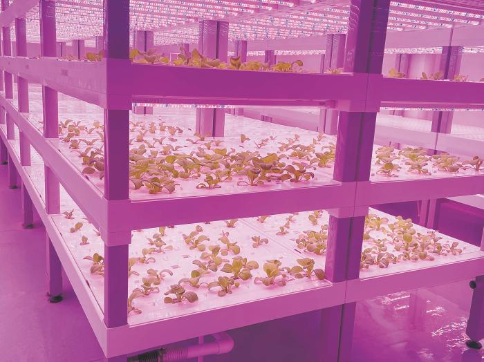 在物美植物工廠里,通過LED燈的照射,蔬菜散發勃勃生機。受訪者供圖 在物美植物工廠里,通過LED燈的照射,蔬菜散發勃勃生機。受訪者供圖